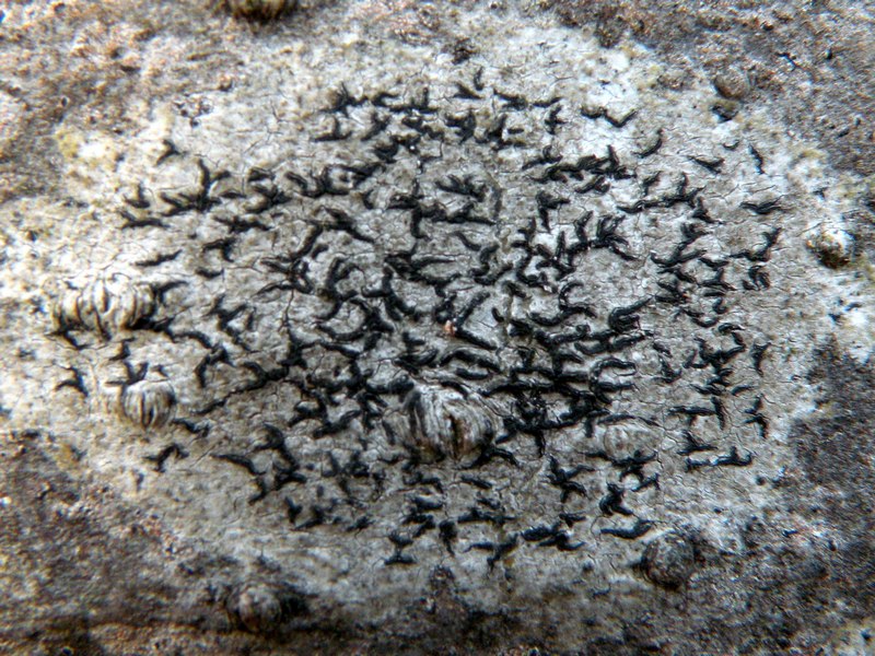 Opegrapha